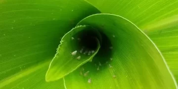 Câmara Setorial debate cenário do milho e desafios fitossanitários da cultura