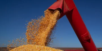 Abramilho monitora conflito no Irã e reflexos no milho brasileiro