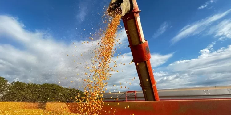Conflito no Oriente Médio e impactos ao produtor de milho