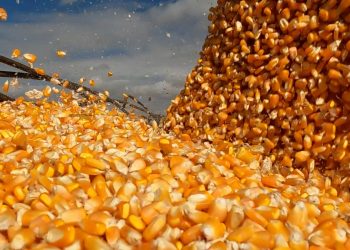 Da mesa ao tanque de combustível: o milho que alimenta e move o Brasil