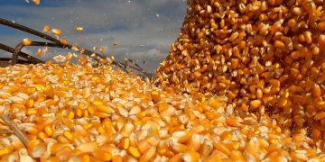 Da mesa ao tanque de combustível: o milho que alimenta e move o Brasil