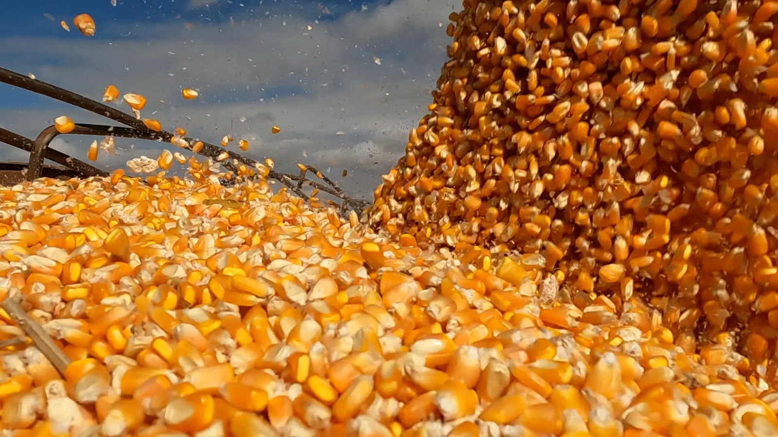 Da mesa ao tanque de combustível: o milho que alimenta e move o Brasil