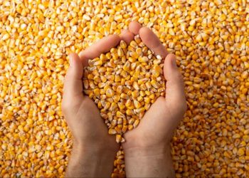 Dia Nacional do Milho celebra a força do grão de ouro no agro brasileiro