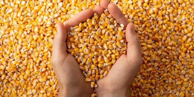 Dia Nacional do Milho celebra a força do grão de ouro no agro brasileiro