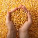 Dia Nacional do Milho celebra a força do grão de ouro no agro brasileiro