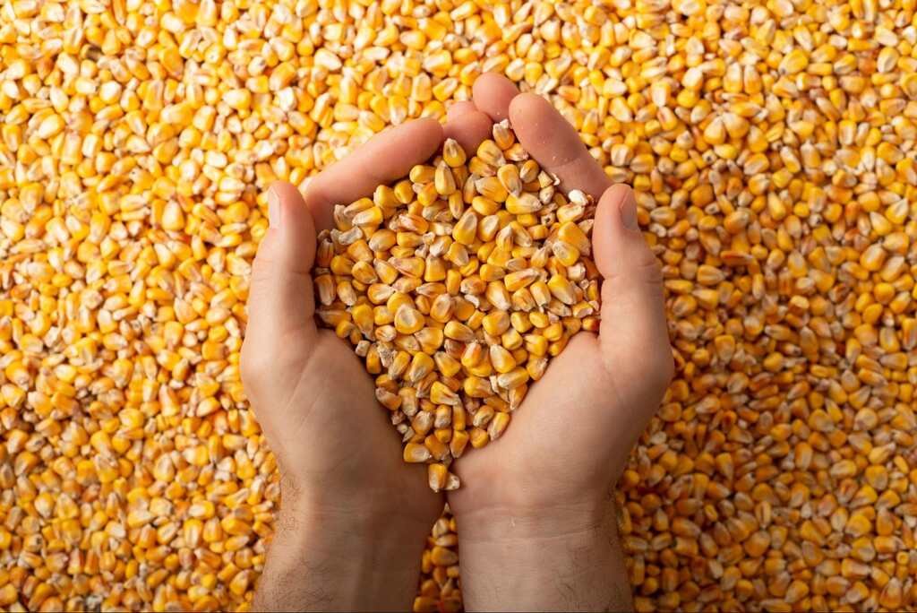 Dia Nacional do Milho celebra a força do grão de ouro no agro brasileiro